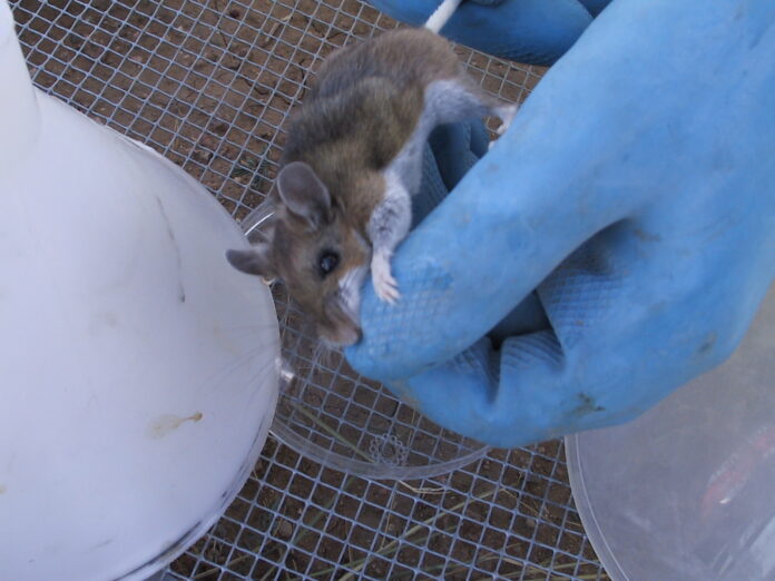 hantavirus dari kapal pesiar - Kapal pesiar MV Hondius berlabuh di Kepulauan Canary dengan petugas medis dalam alat pelindung